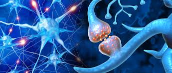 Neuroplasticity