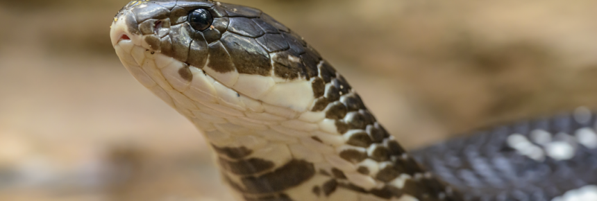 The Value Of Physiotherapy: My Snakebite Journey
